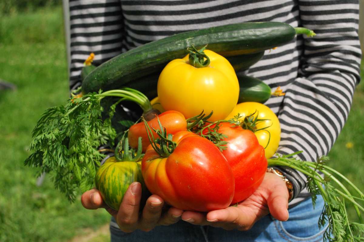 Zoom sur les différents légumes à planter en été